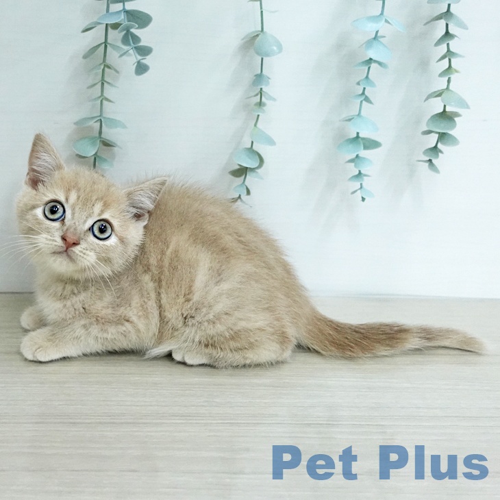 ブリティッシュショートヘアの写真2