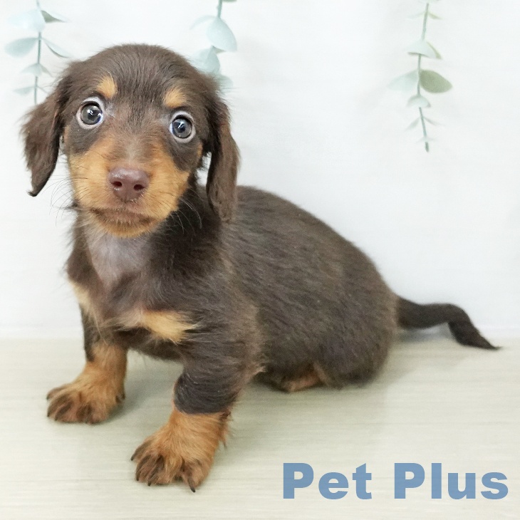 カニーンヘン・ダックスフンド