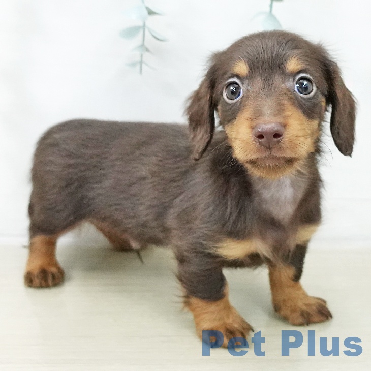 カニーンヘン・ダックスフンドの写真2