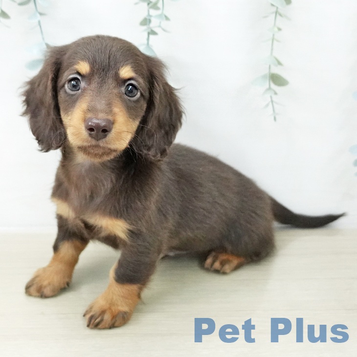 カニーンヘン・ダックスフンドの写真2