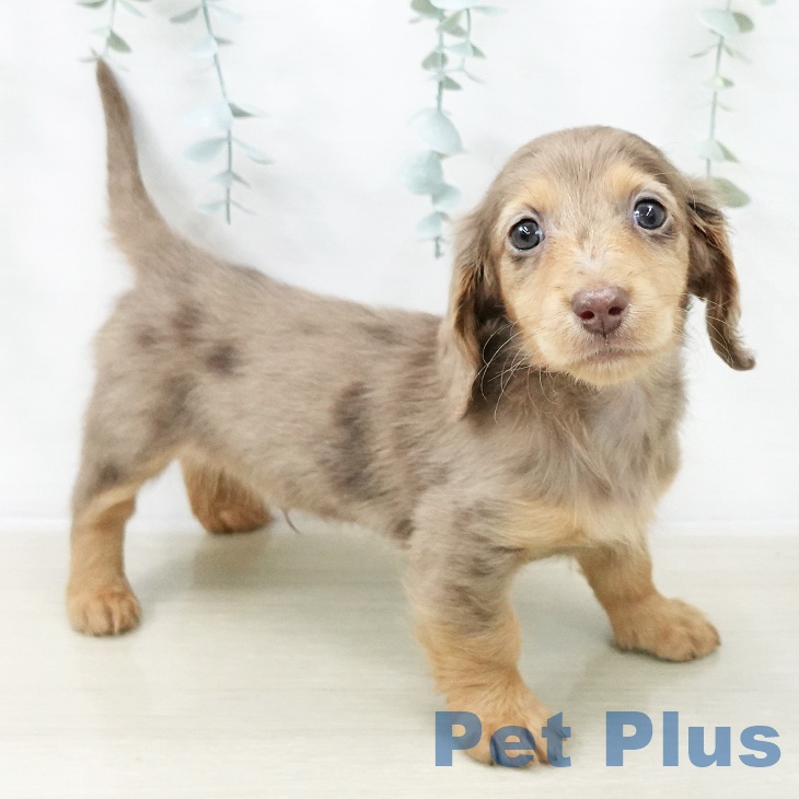 カニーンヘン・ダックスフンド