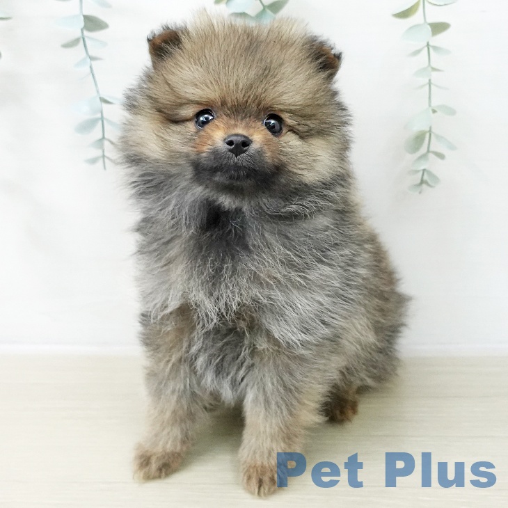 ポメラニアンの写真2