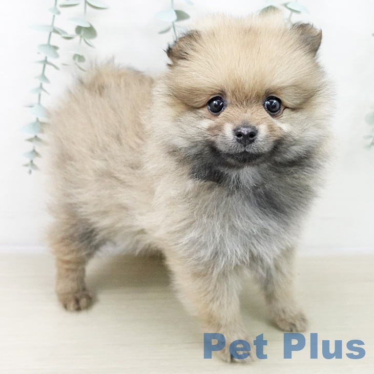 ポメラニアンの写真2