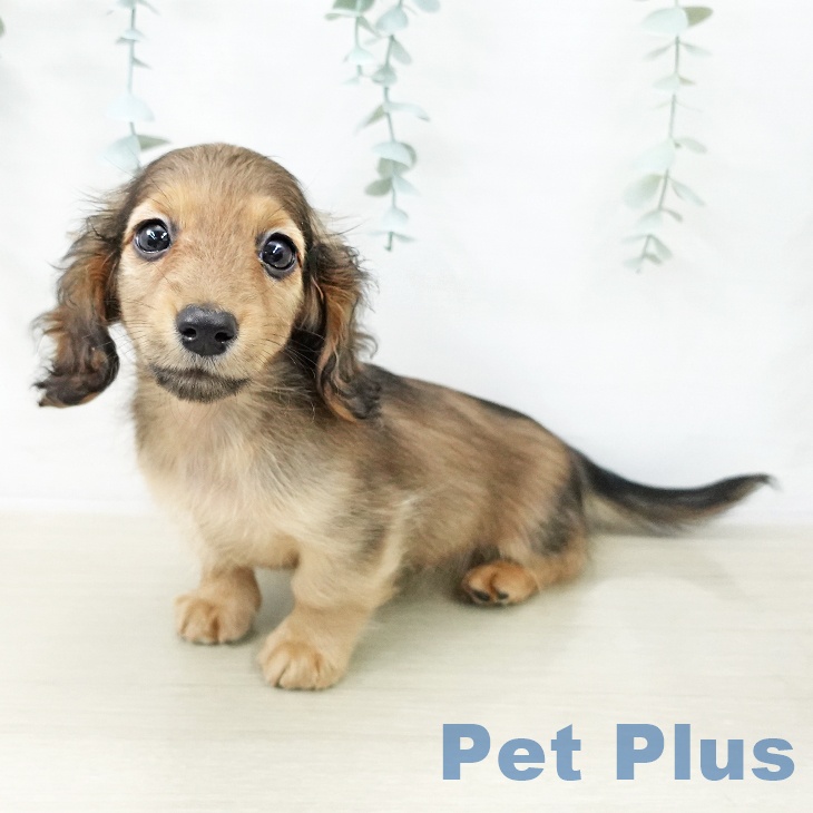 ミニチュア・ダックスフンドの写真2