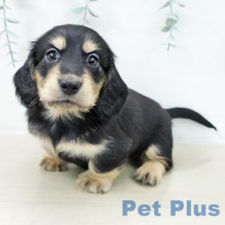 ミニチュア・ダックスフンドの写真2