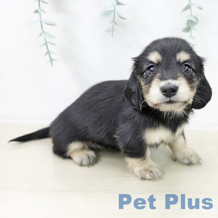 ミニチュア・ダックスフンド