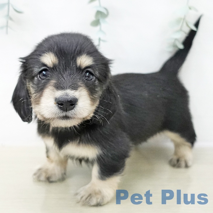 ミニチュア・ダックスフンドの写真2