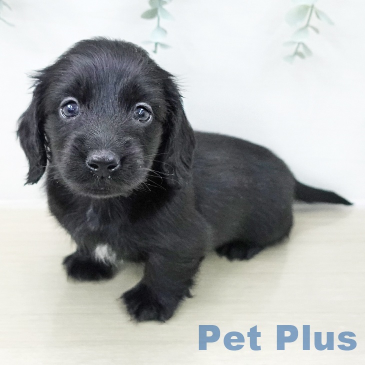 ミニチュア・ダックスフンドの写真2