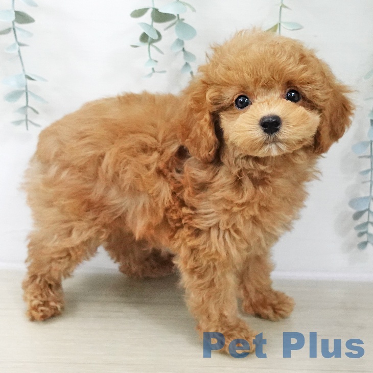 トイ・プードル