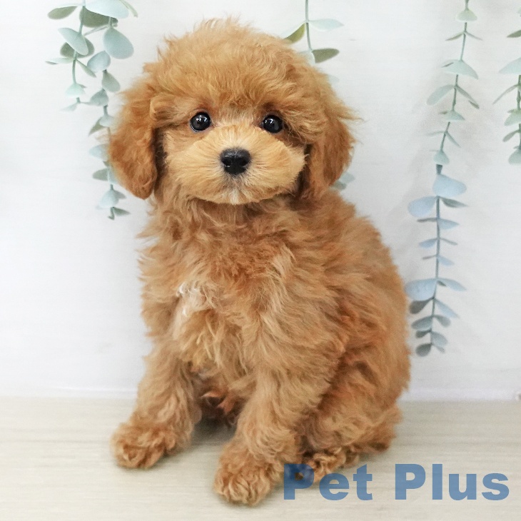 トイ・プードルの写真2