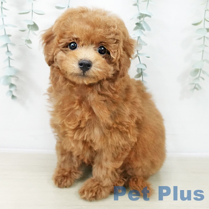 トイ・プードルの写真2