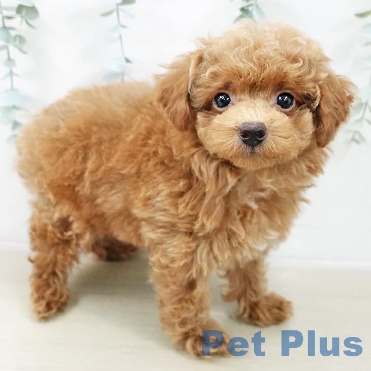 トイ・プードル