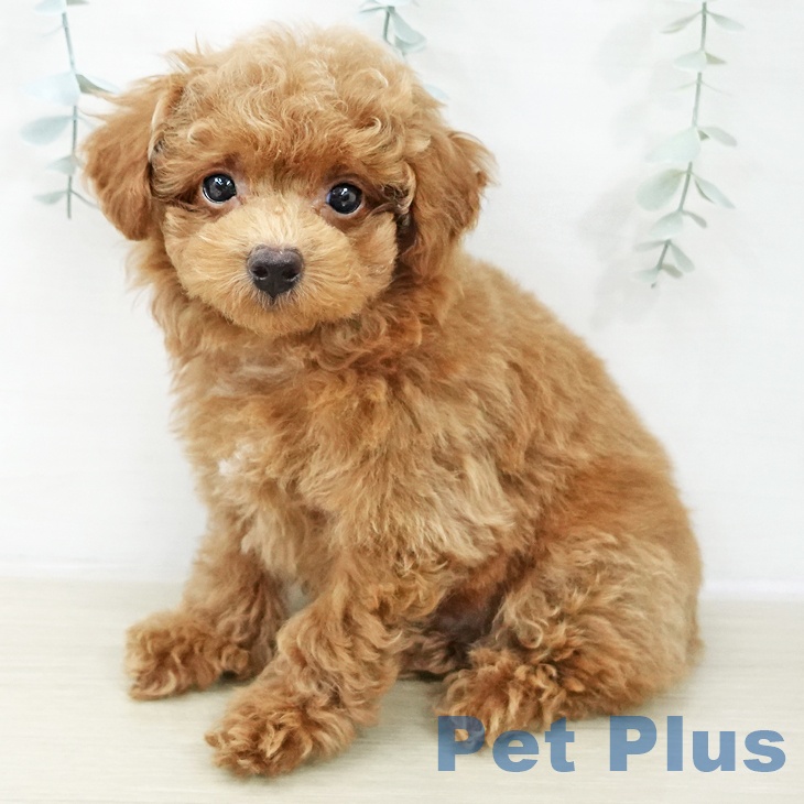 トイ・プードルの写真2