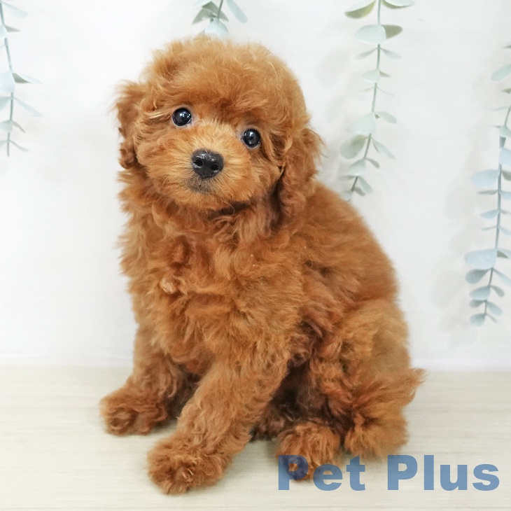 トイ・プードル