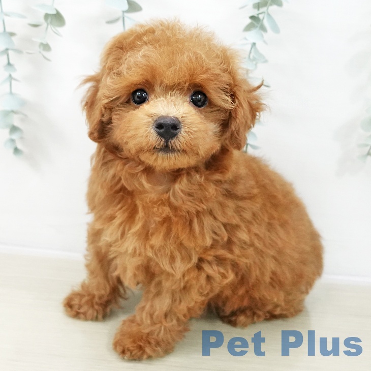 トイ・プードル