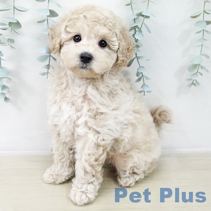 トイ・プードルの写真2