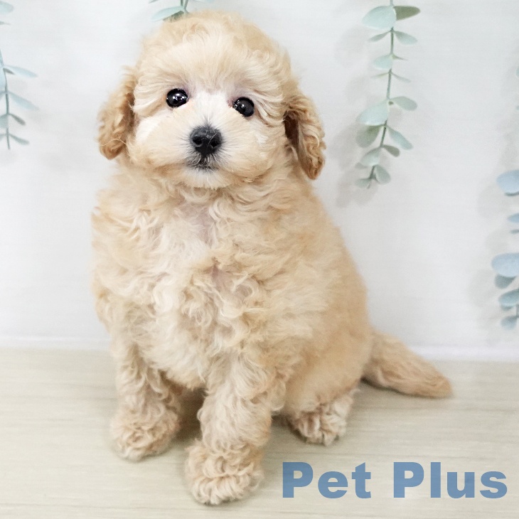 トイ・プードル