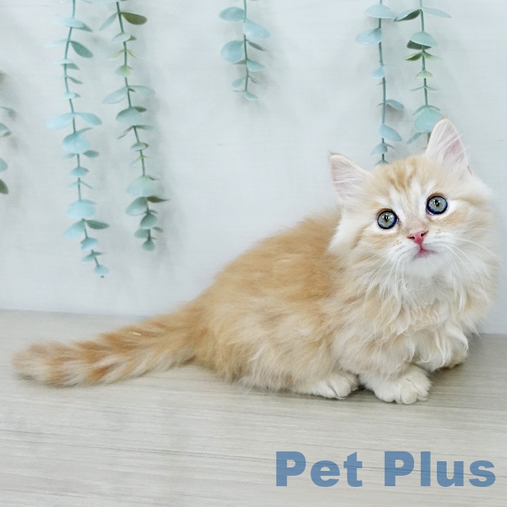 マンチカンの写真2