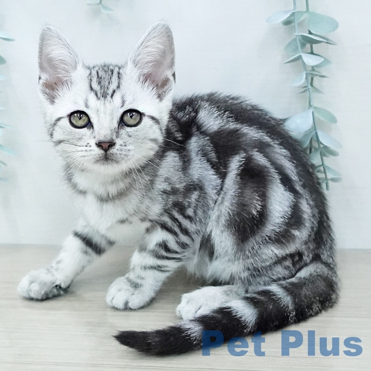 アメリカンショートヘア