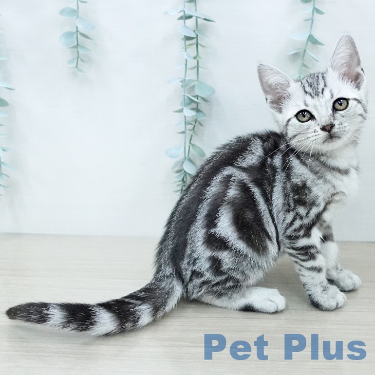 アメリカンショートヘアの写真2