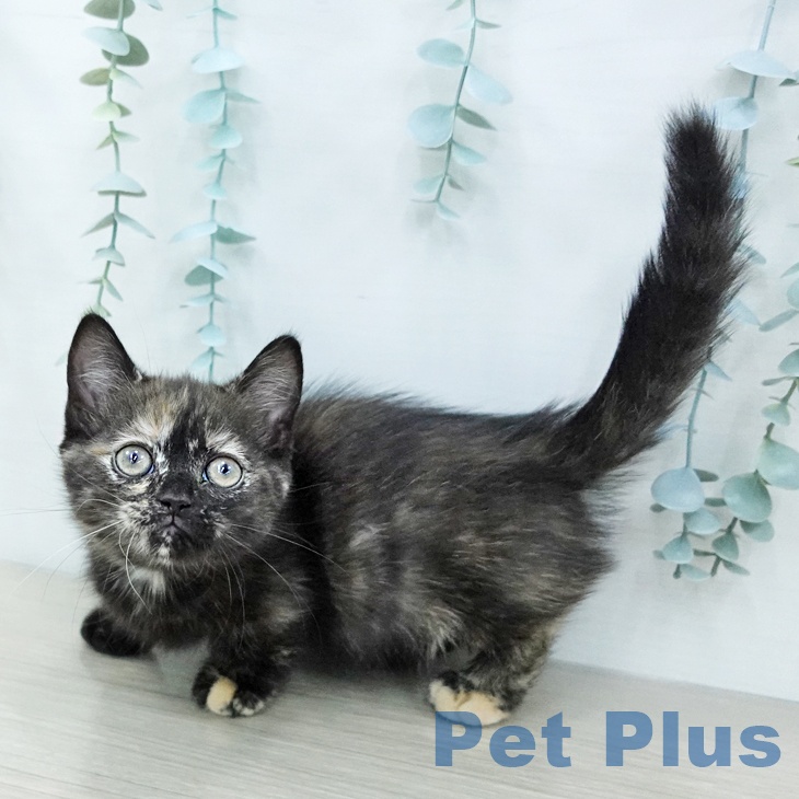 ミヌエットの写真2