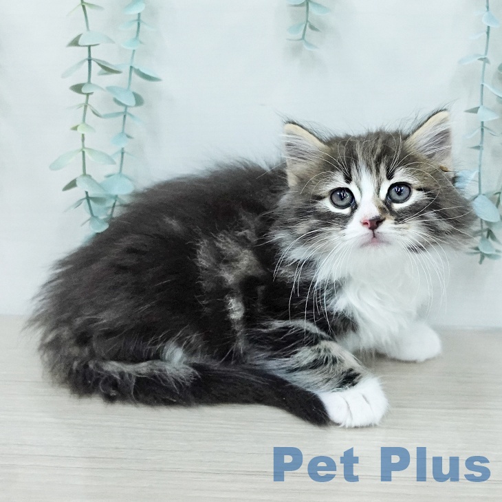 ノルウェージャンフォレストキャット