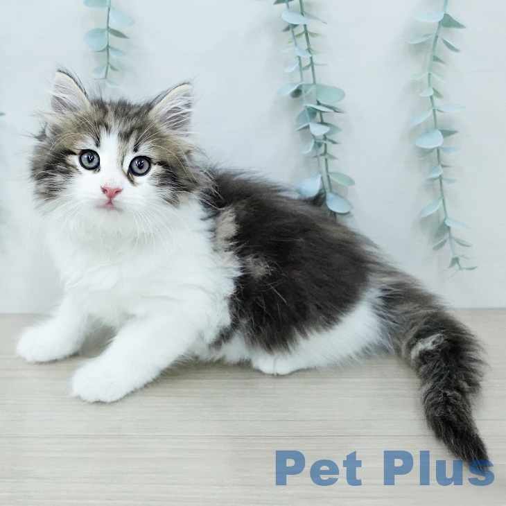 ノルウェージャンフォレストキャット