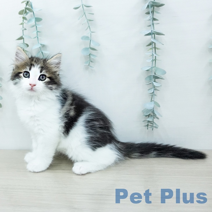 ノルウェージャンフォレストキャット