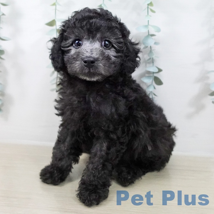 トイ・プードル