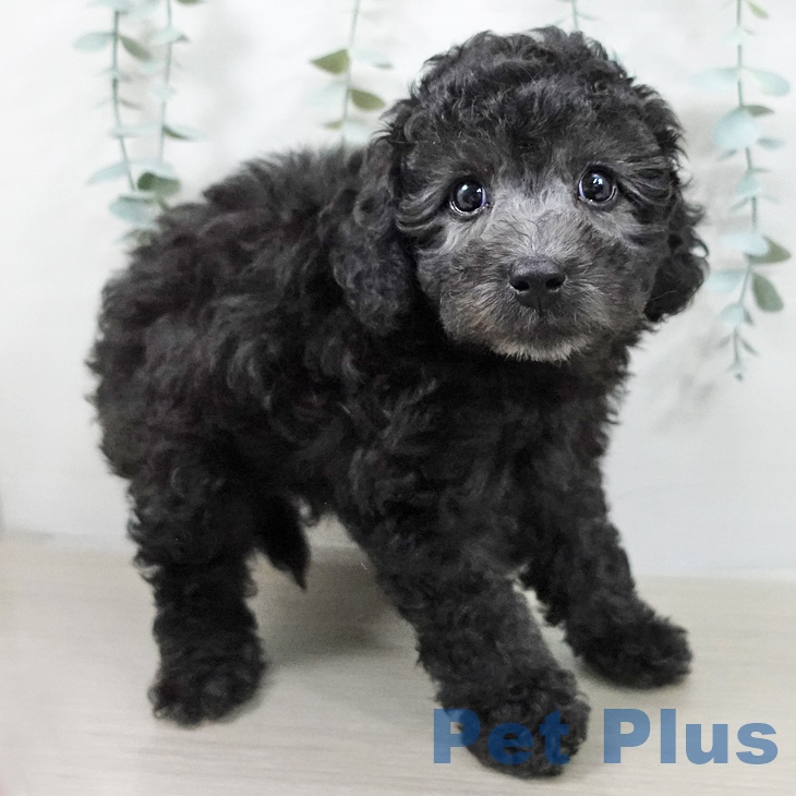 トイ・プードルの写真2