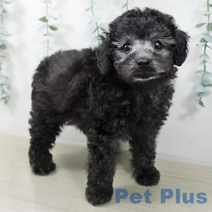 トイ・プードル