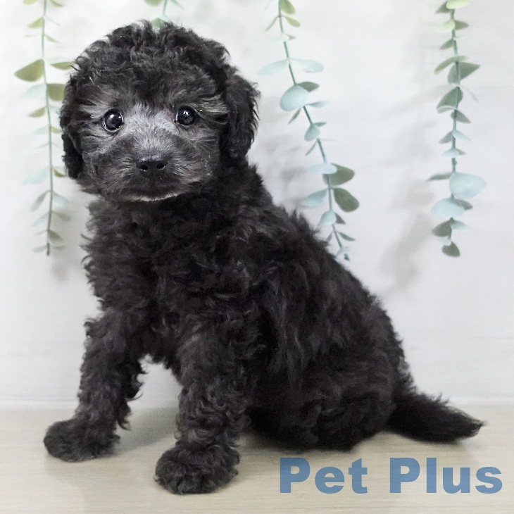 トイ・プードルの写真2