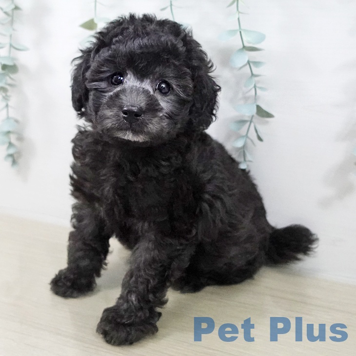 トイ・プードル