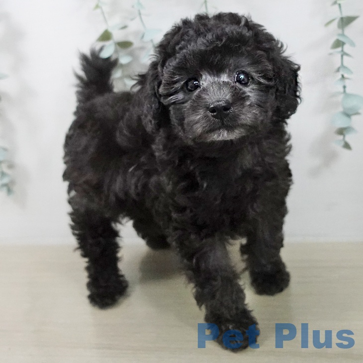 トイ・プードルの写真2