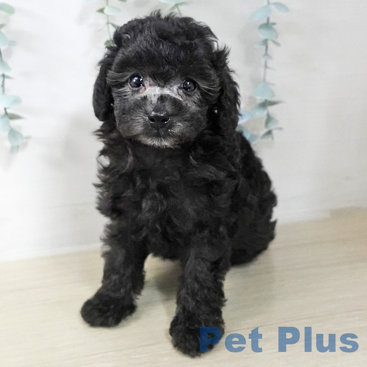 トイ・プードル