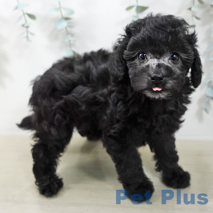 トイ・プードルの写真2