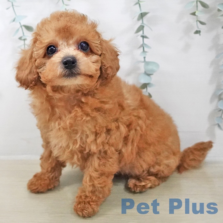 トイ・プードル