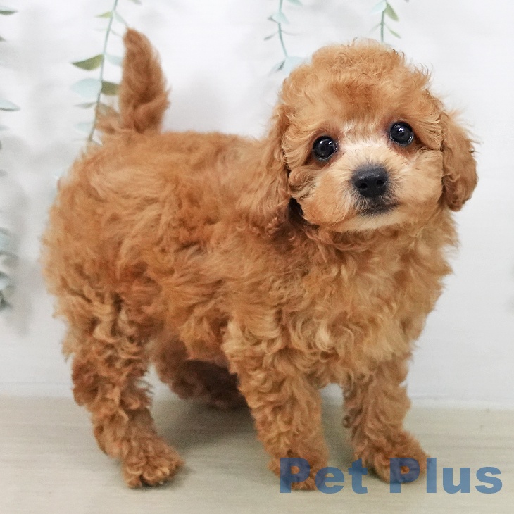 トイ・プードルの写真2