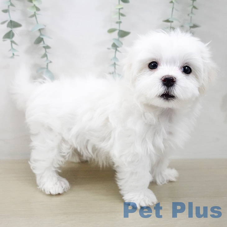 マルチーズの写真2