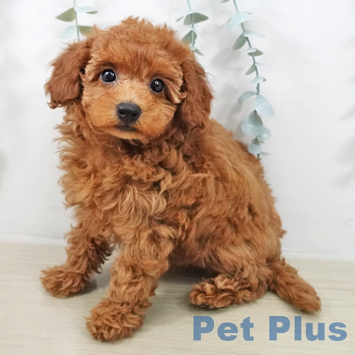 トイ・プードル