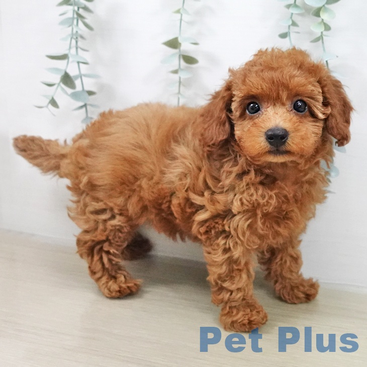 トイ・プードル