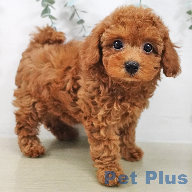 トイ・プードル