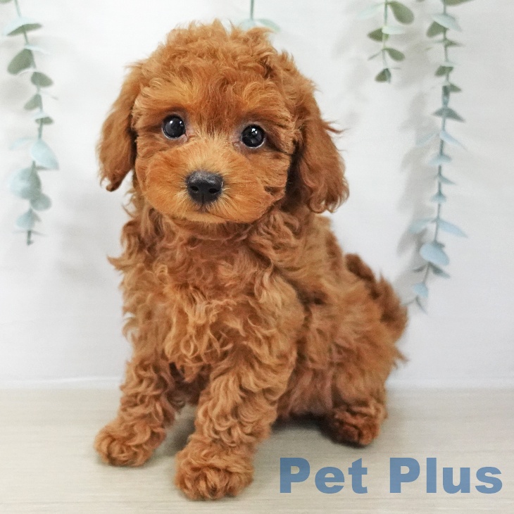 トイ・プードルの写真2