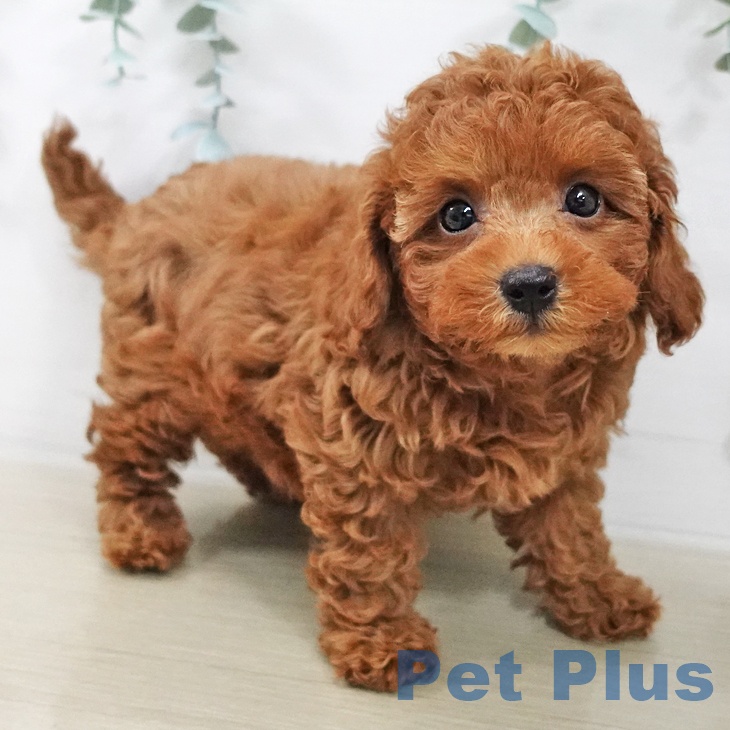 トイ・プードル