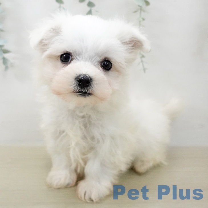 マルチーズの写真2