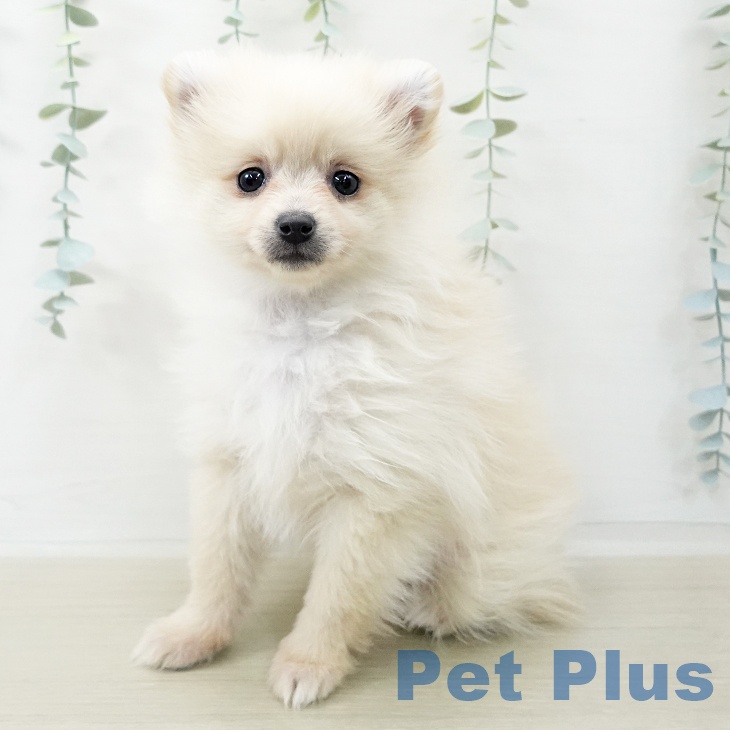 ポメラニアンの写真2