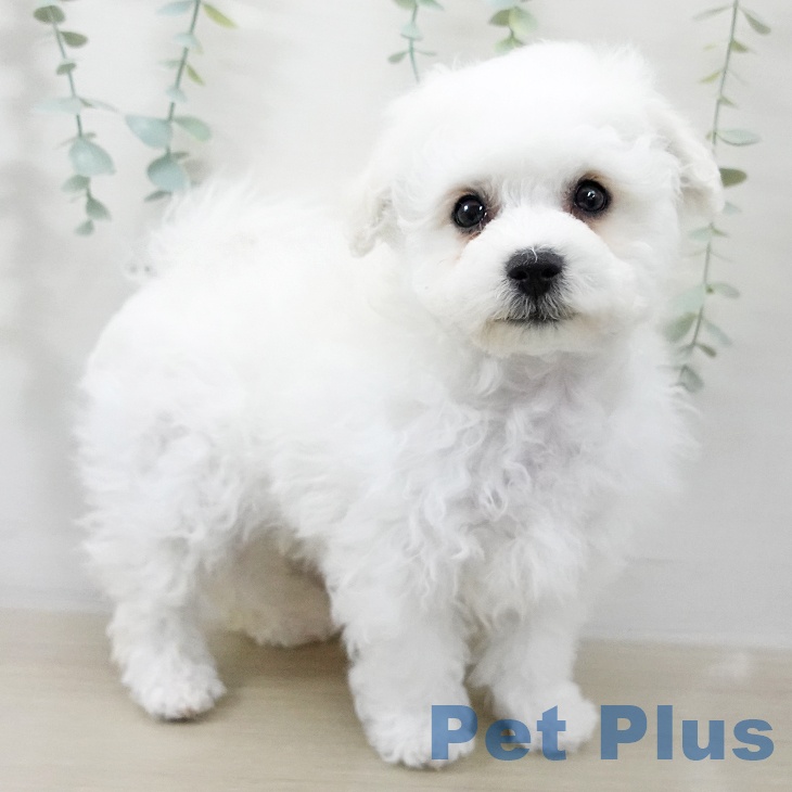 ビション・フリーゼ