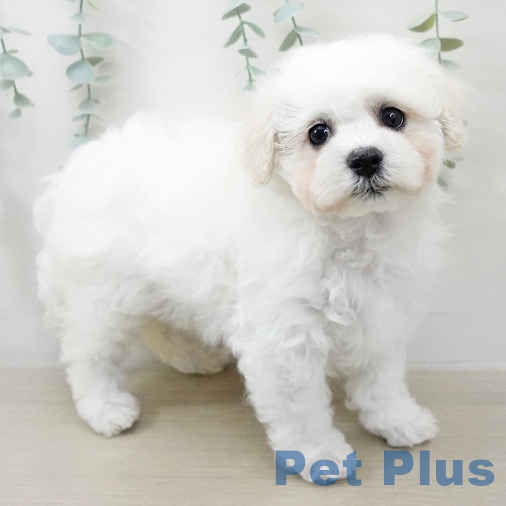 ビション・フリーゼの写真2