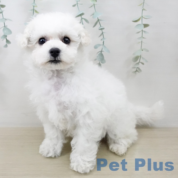 ビション・フリーゼの写真2