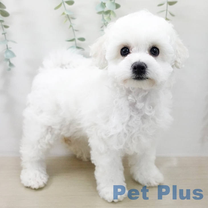 ビション・フリーゼ